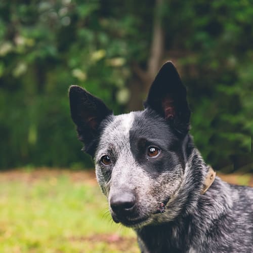 No photo for Jazz (Adoption Pending)