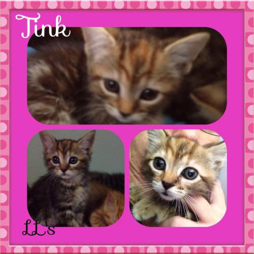 Tink