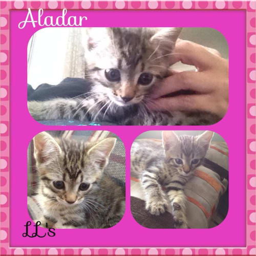 Aladar