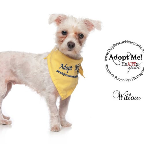 No photo for Willow (On Trial 4/4/14)