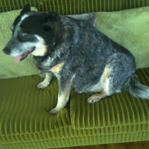 No photo for Jess (On Hold Now Pending Adoption )