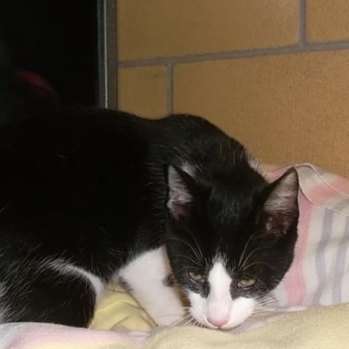 No photo for Cuddles