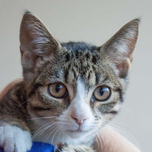 Ringo