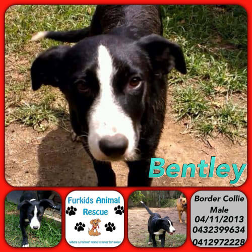 No photo for Bentley 