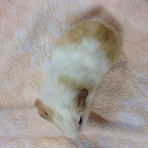 No photo for Fidget