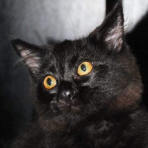 No photo for Suri
