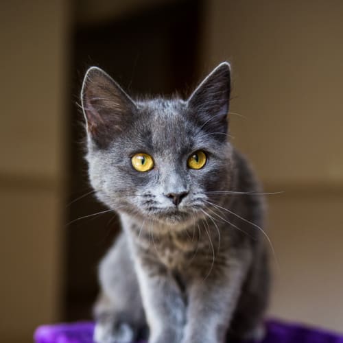 No photo for Cindy Pawpurr