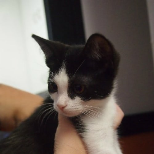 No photo for Freckle