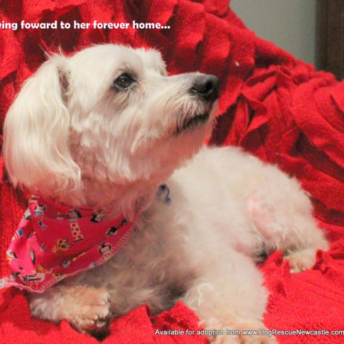 No photo for Miss Molly (On Trial 10/4/14)