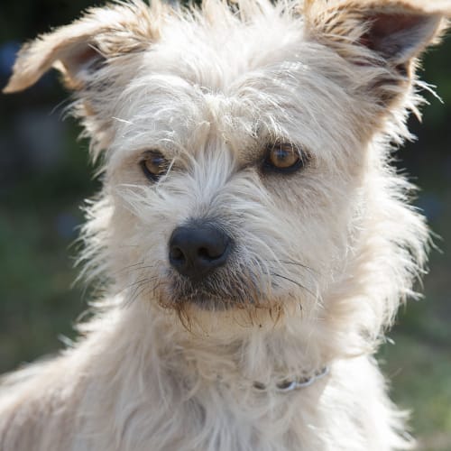 No photo for Monty Id 20340 