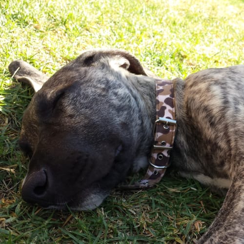 No photo for Scarface Claw Great Dane X Good With Cats
