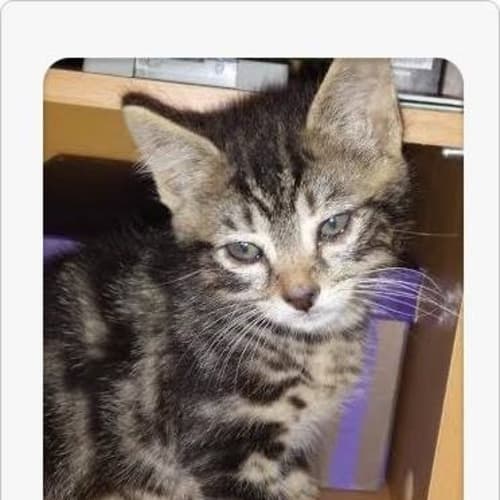 No photo for Kittens Need A Home