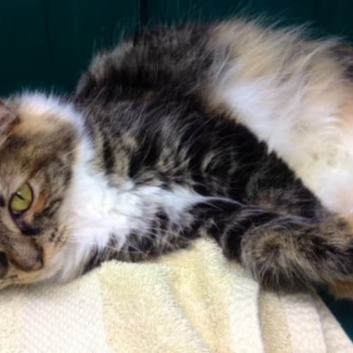 No photo for Pepper (Squawks Pet Store)