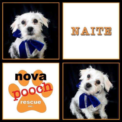 No photo for Naite (I Am On 2 Weeks Trial In My New Home)