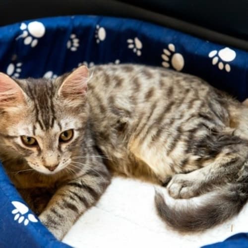 No photo for Rastus*On Trial With His New Family*