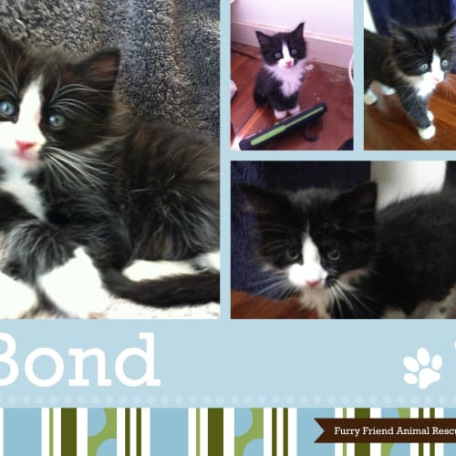 Bond