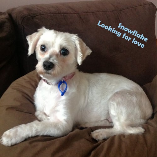 No photo for Snowflake (On Trial 20/3/14)