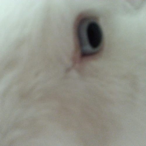 No photo for Violet **On Trial In New Home**
