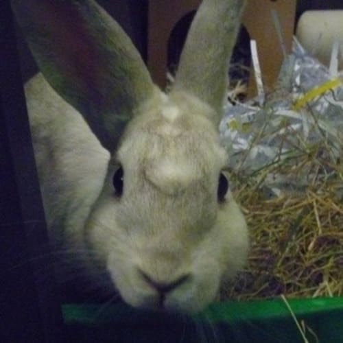 No photo for Duchess Huney Buns 784580