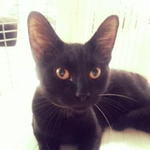 Onyx
