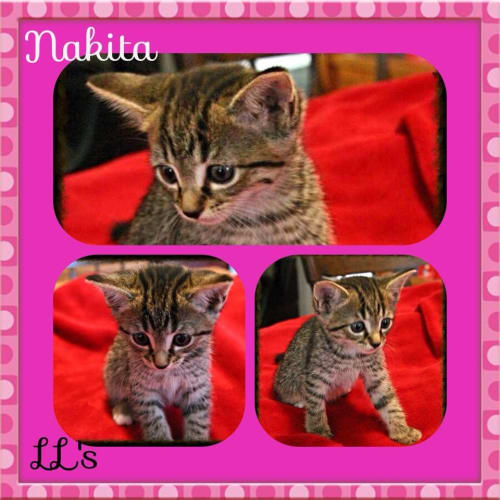 Nakita 