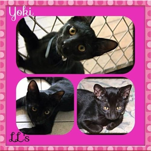 No photo for Yoki