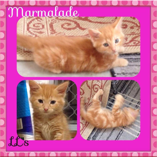 Marmalade 