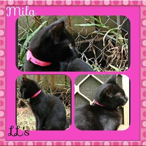 Mila