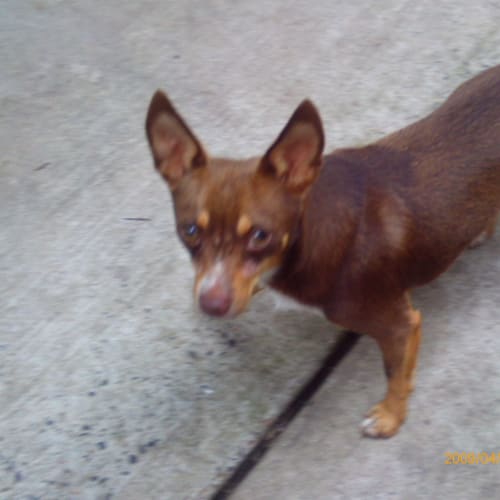 No photo for Choco