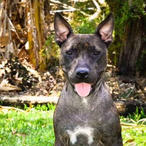 No photo for Akira  Adoption Pending