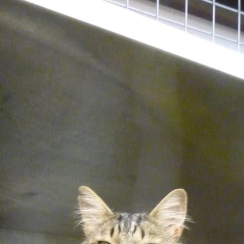 No photo for Gus
