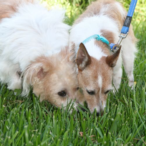 No photo for Rosie And Holly (On Trial 24/6/14)
