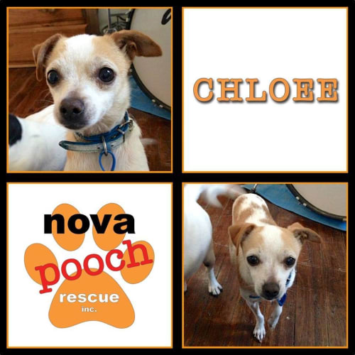 No photo for Chloee (I Am On 2 Weeks Trial In My New Home)
