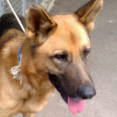 No photo for Bullet  On Trial In His New Home