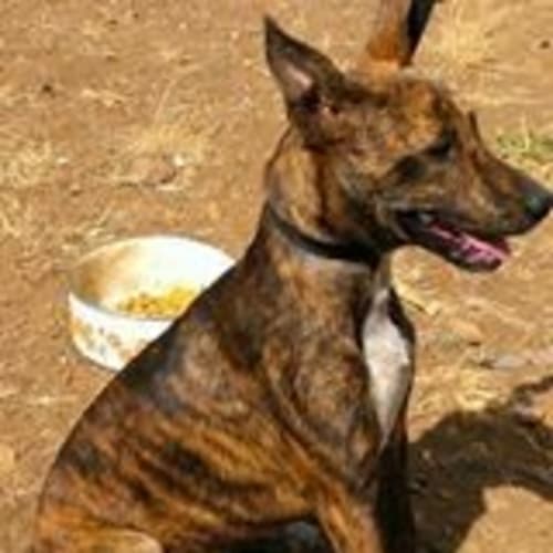 Logan (adoption pending)