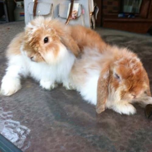 No photo for Walter And Davis  **On Trial In New Home:)**