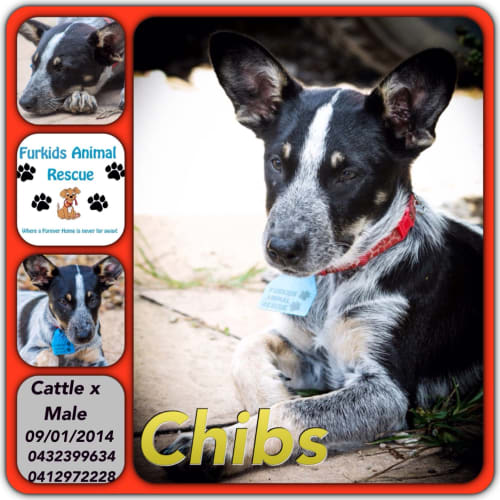 No photo for Chibbs