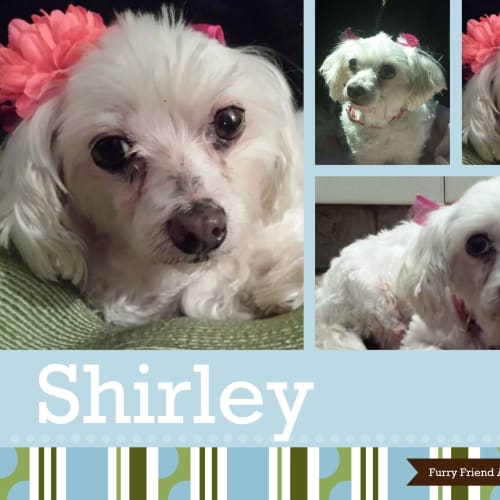 Shirley