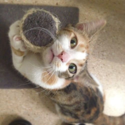 No photo for Mousey