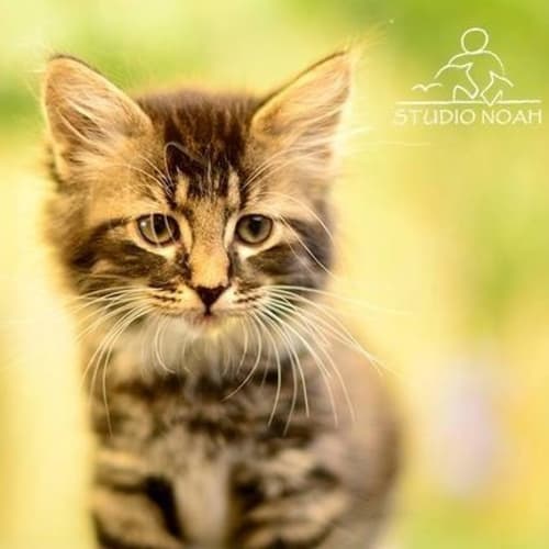 No photo for Kitten(tilly)