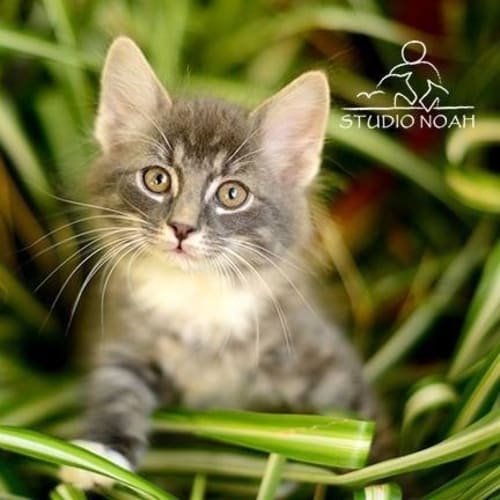 No photo for Kitten(daisy)