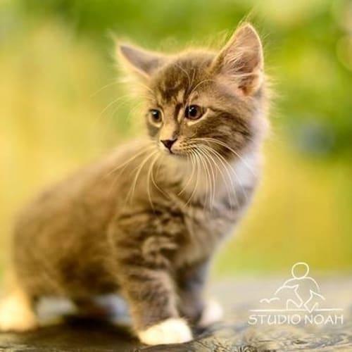 No photo for Kitten (Pickles)