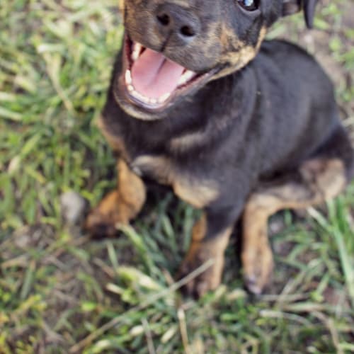 Heidi