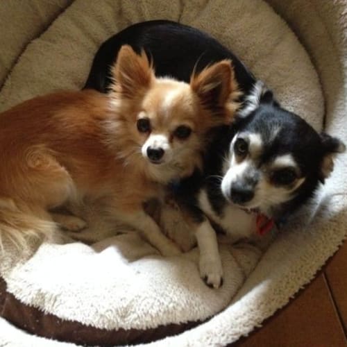 No photo for Coco And Chopper