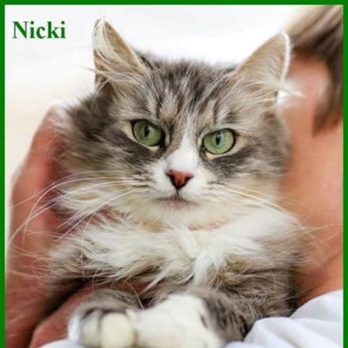 "Nicki" - Purrfect Match