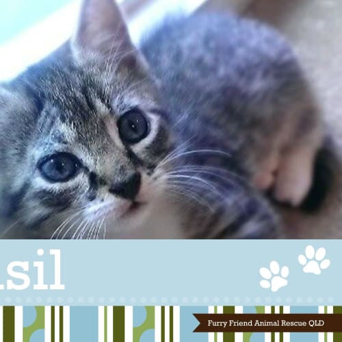No photo for Basil