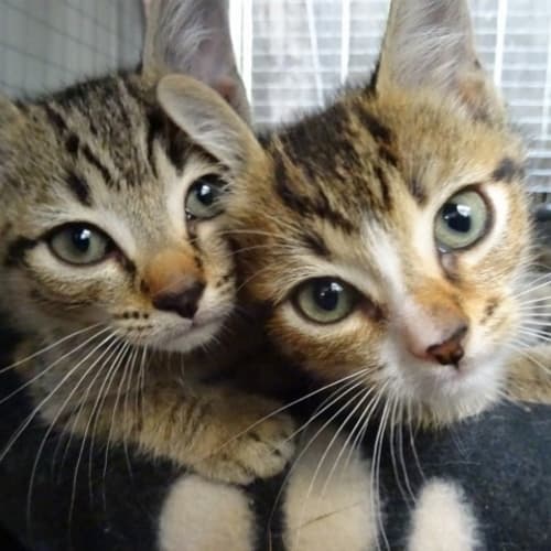 No photo for Manx Cross Kittens (Tyler Still Avail)