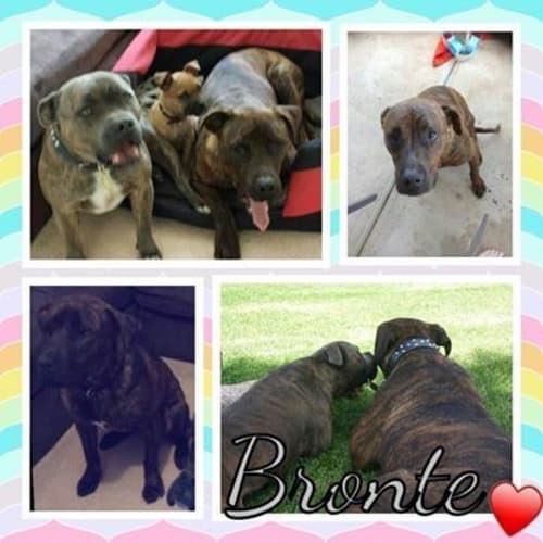 No photo for Bronte