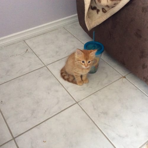 No photo for Numa: The Ginger Ninja