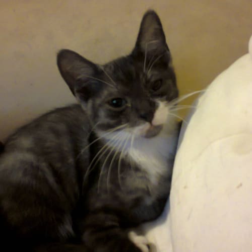 Jeremy (Squawks Pet Store)